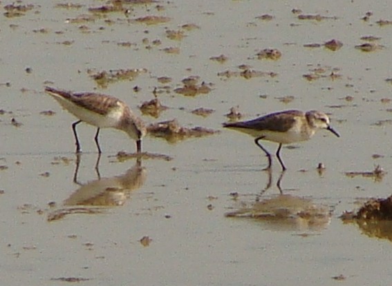 Dunlin - ML219408061