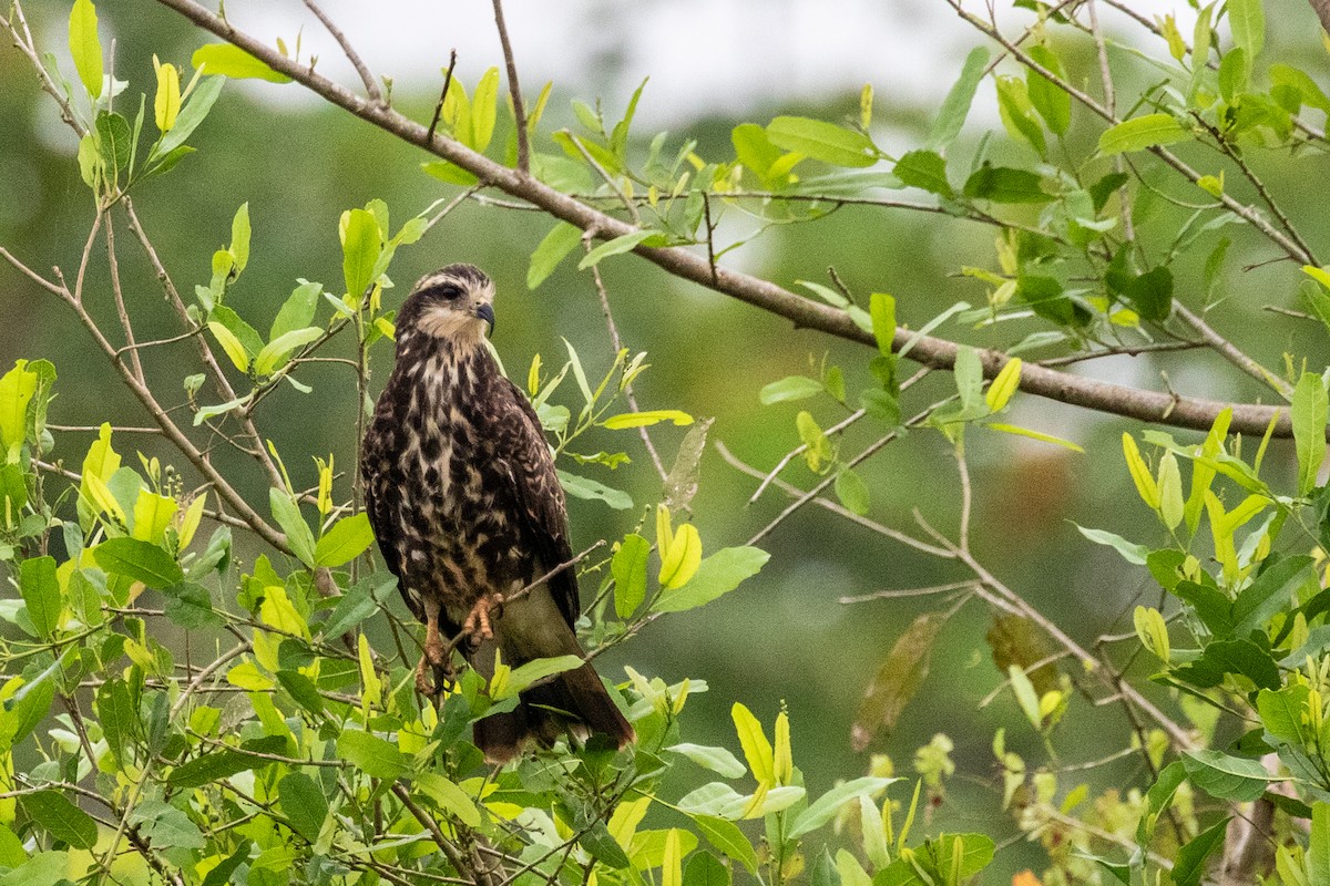 Snail Kite - Mason Flint