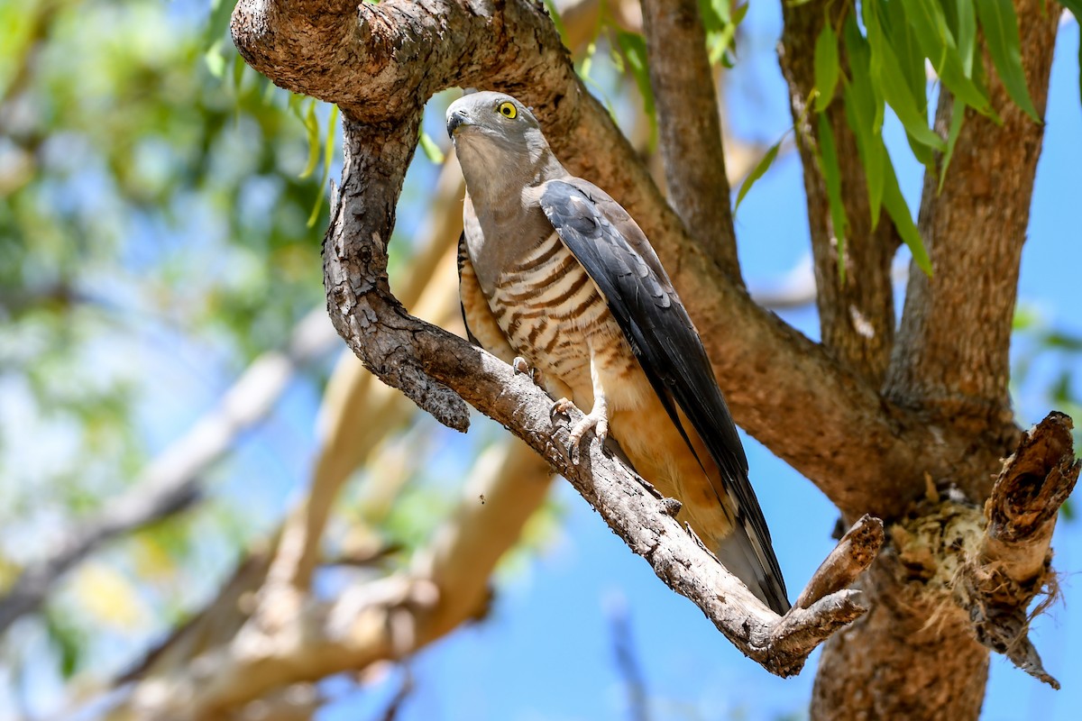 Pacific Baza - ML219409301