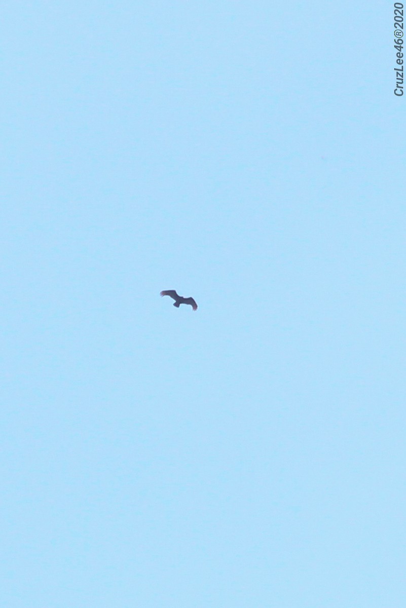 Turkey Vulture - ML219410231