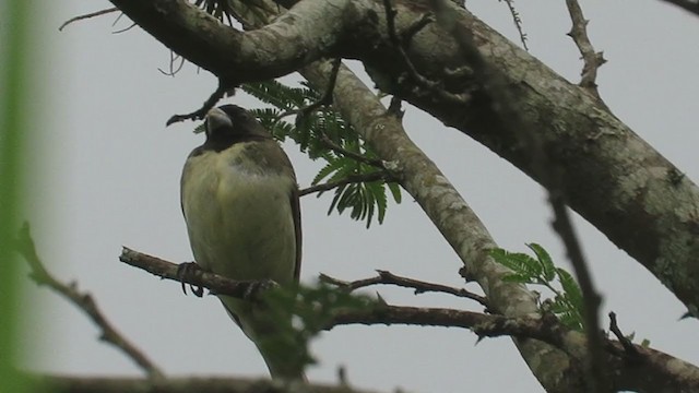 Yellow-bellied Seedeater - ML219410251