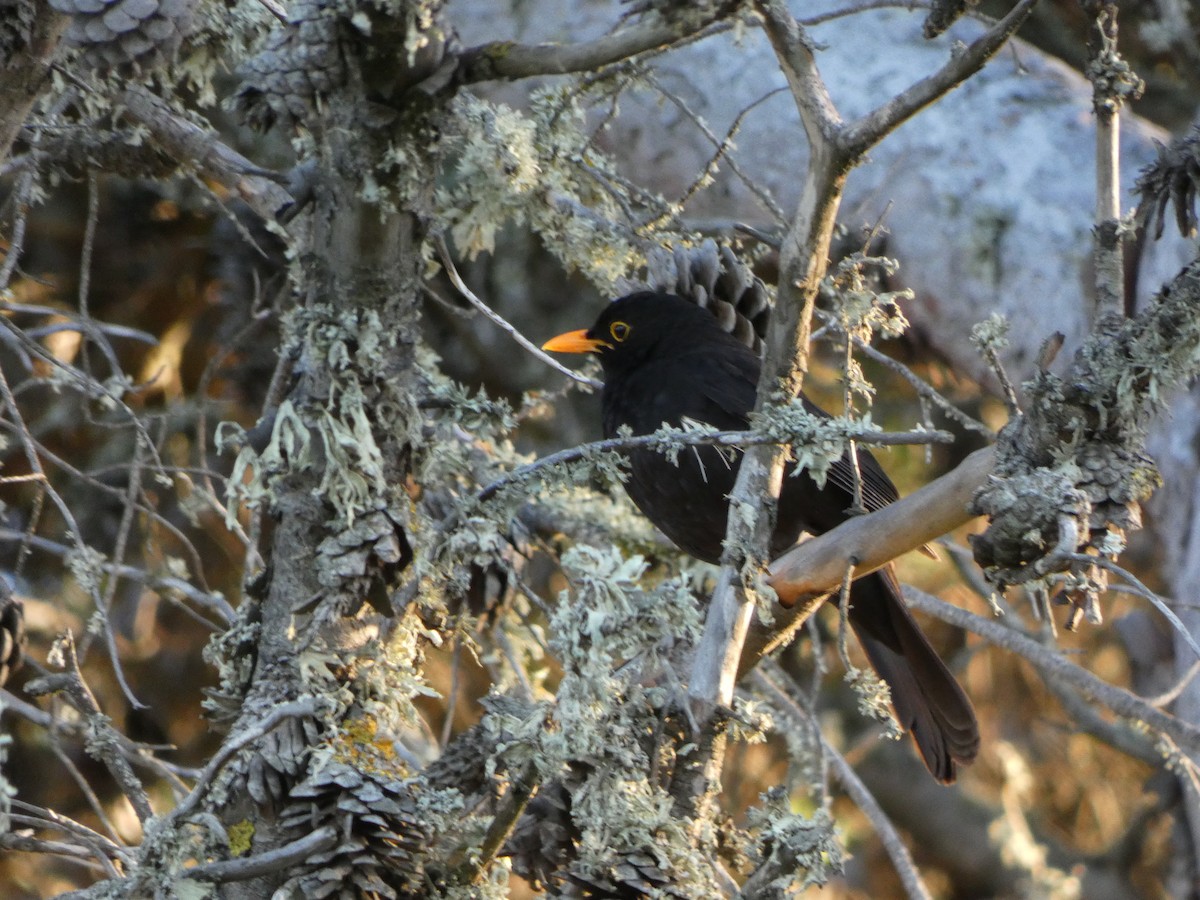 Eurasian Blackbird - ML219410341