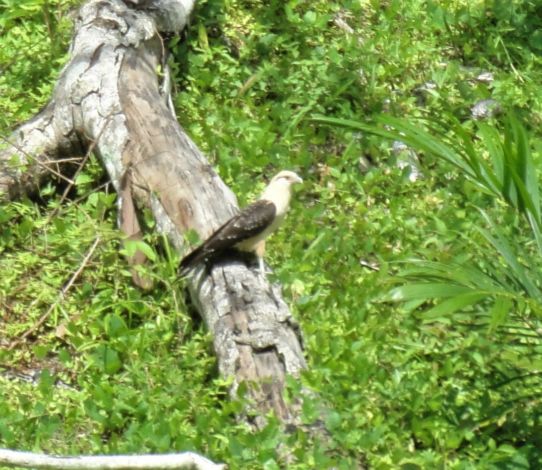 Yellow-headed Caracara - Joel McIntyre