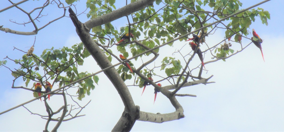 Scarlet Macaw - ML219411791