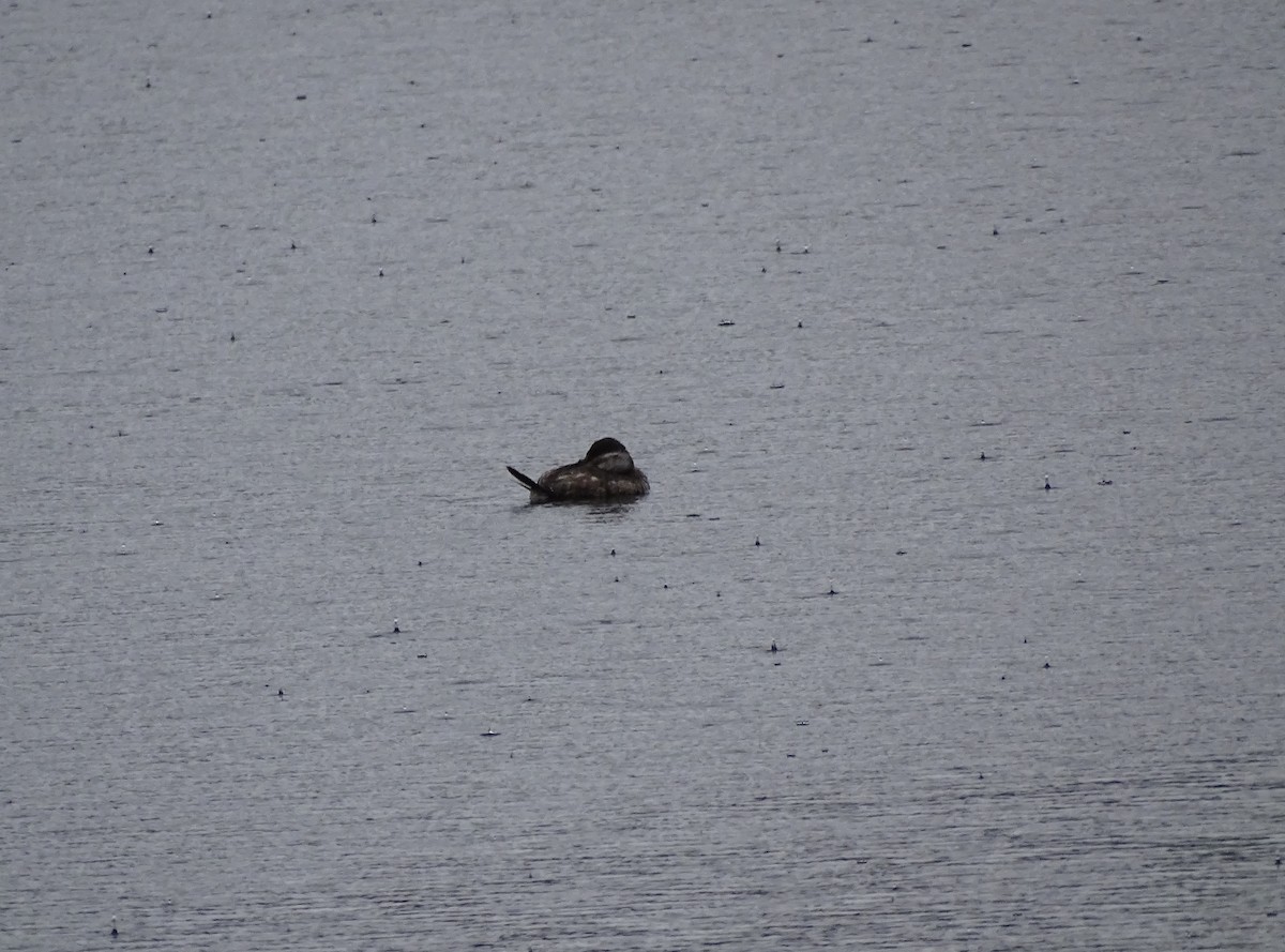 Ruddy Duck - ML219412111