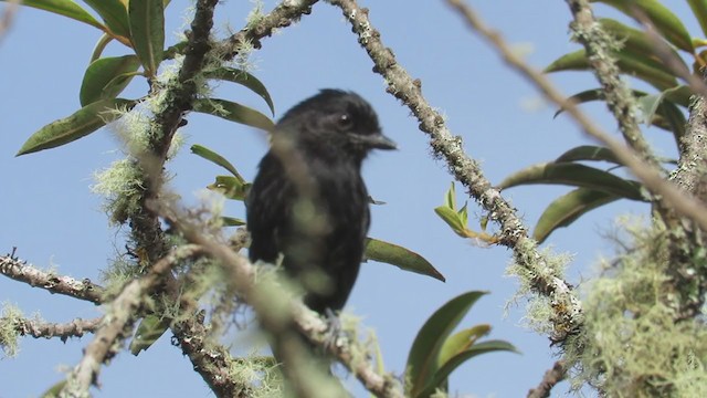 Variable Antshrike - ML219412191