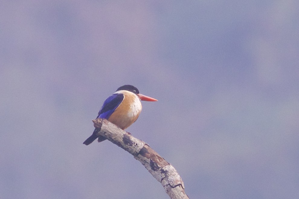 Black-capped Kingfisher - ML219412701