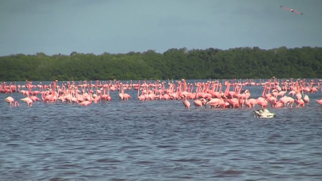 Flamant des Caraïbes - ML219413891