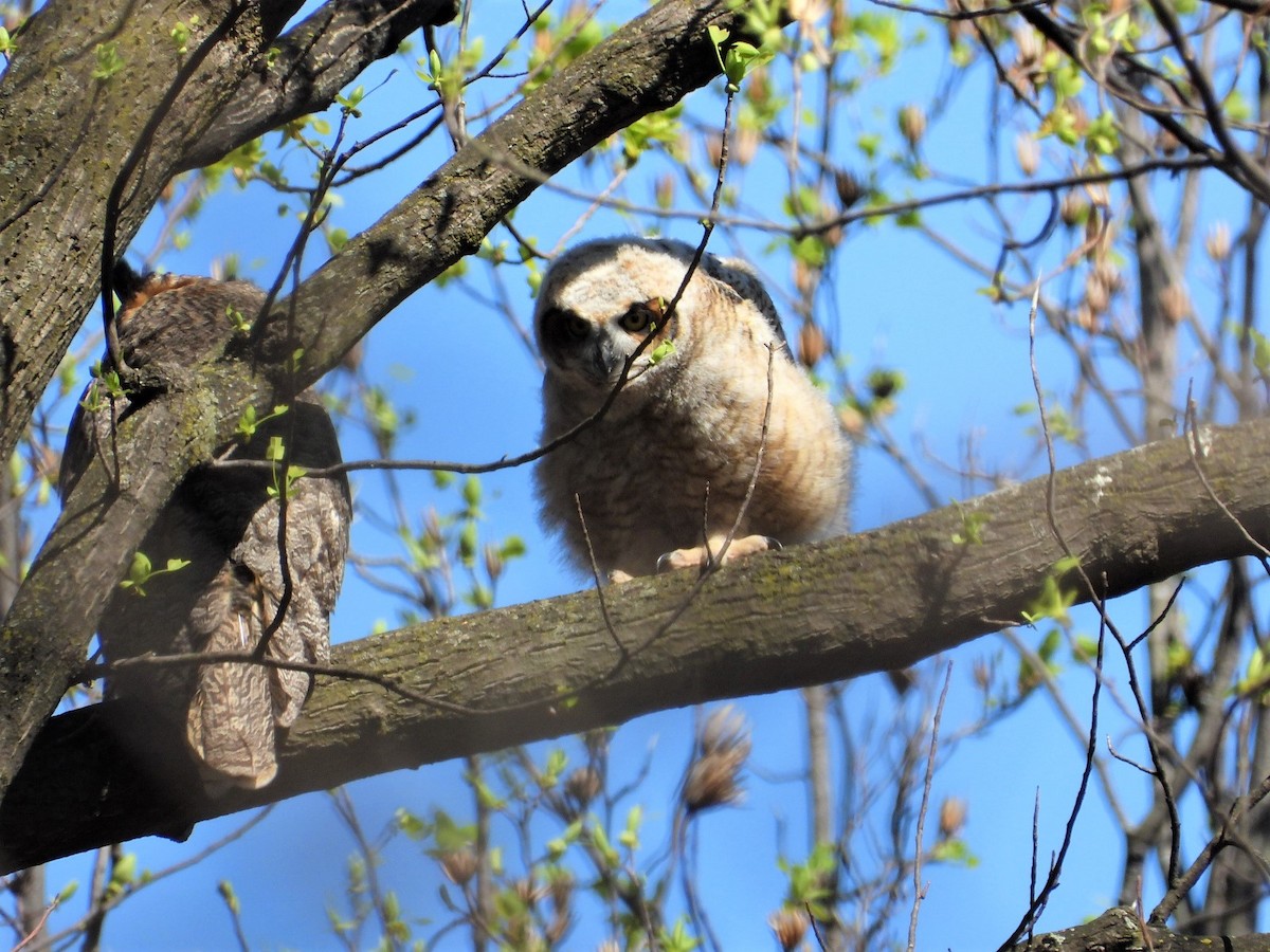 Great Horned Owl - ML219416141