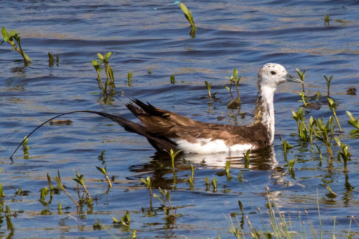 Pheasant-tailed Jacana - Steve McInnis