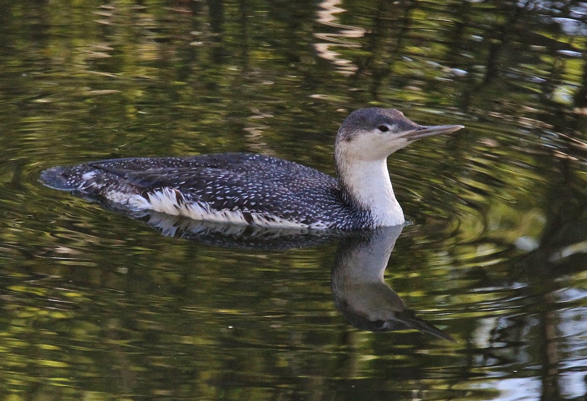 Red-throated Loon - Mark Hays