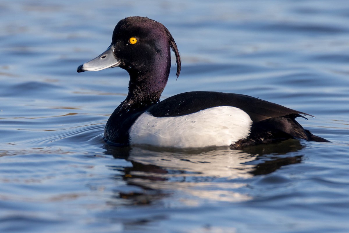 Tufted Duck - ML219416591