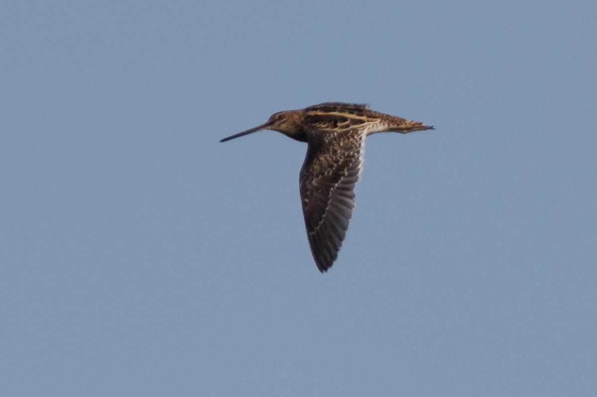 Common Snipe - ML219416851