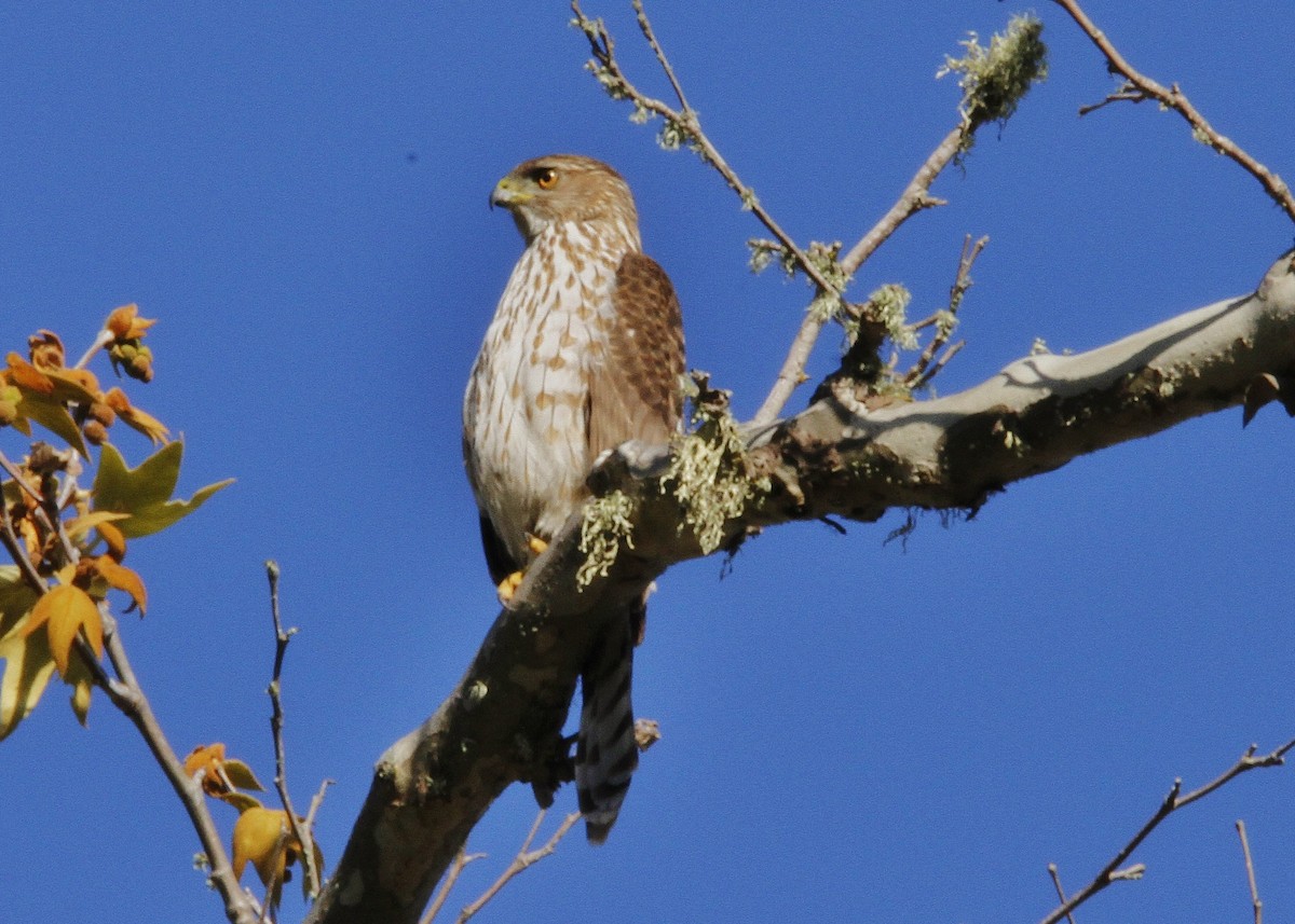 Cooper's Hawk - ML219417061