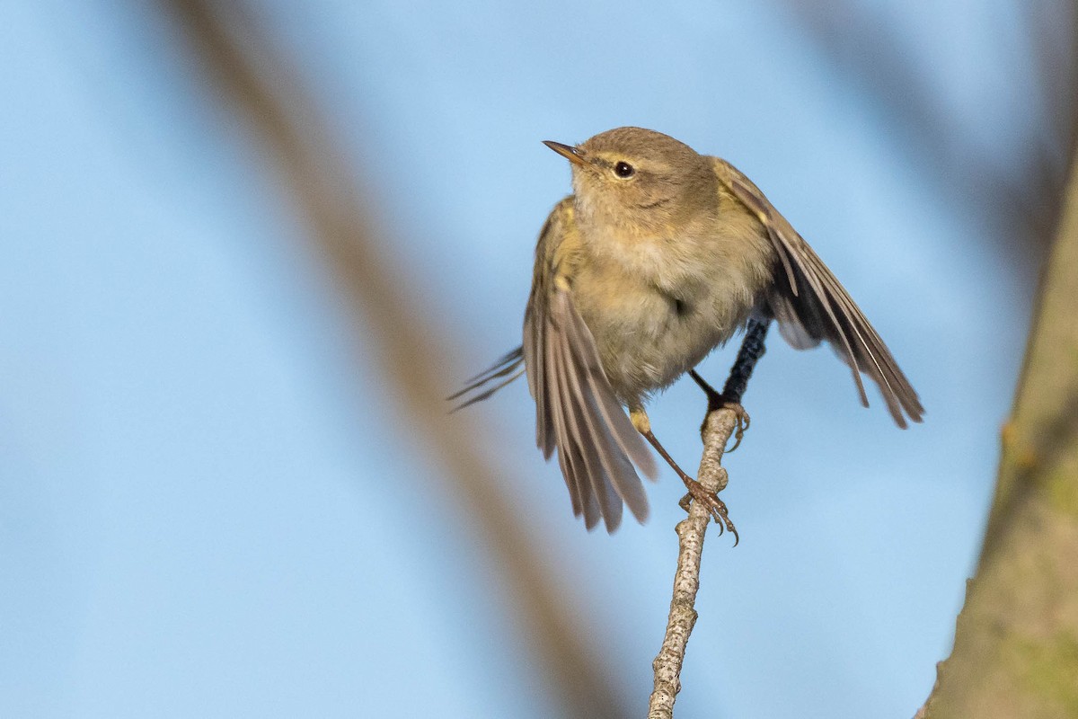 Common Chiffchaff - ML219417131