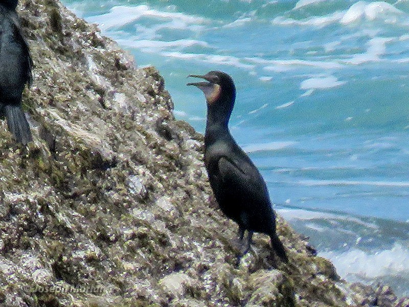 Brandt's Cormorant - ML219417271