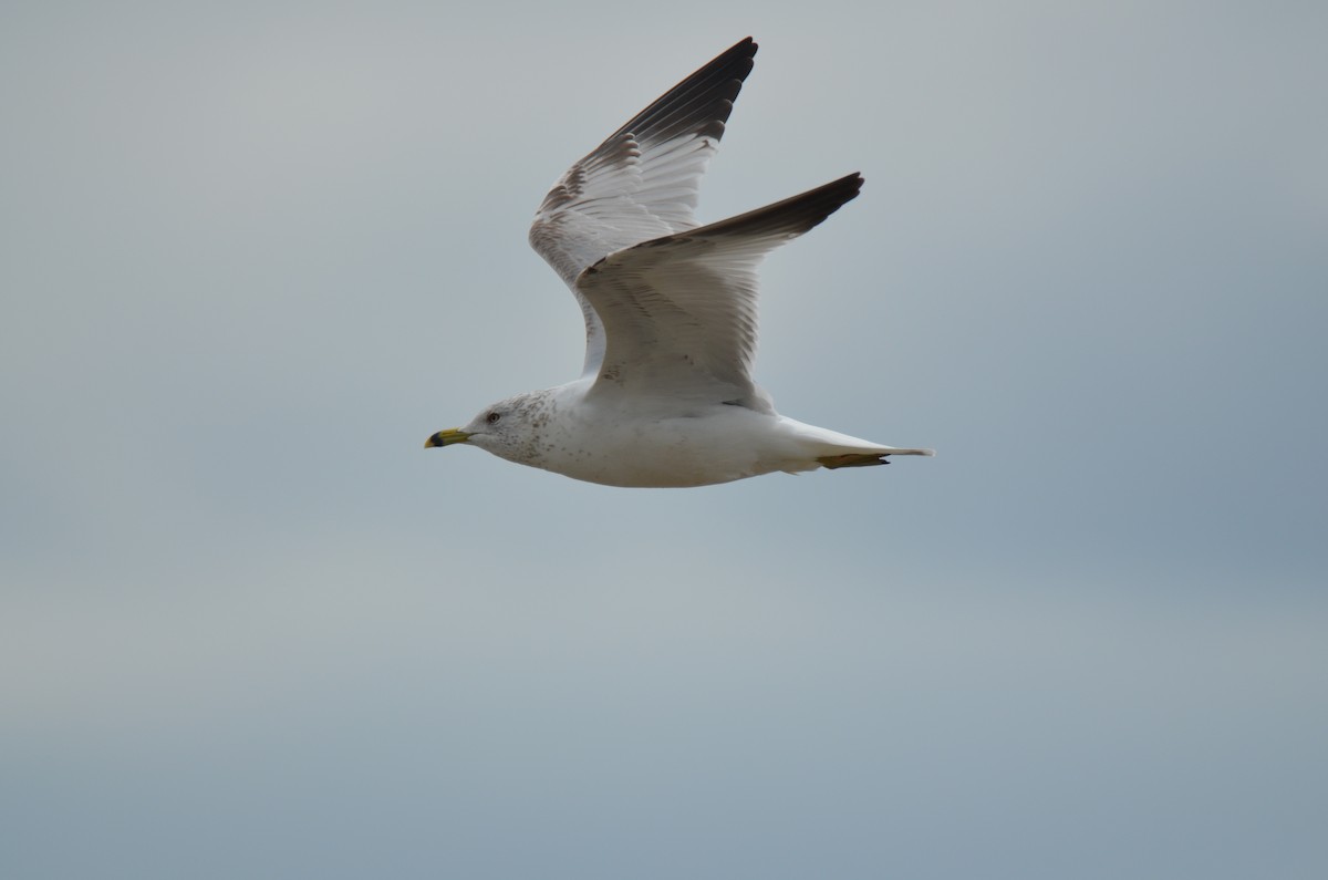 Ring-billed Gull - ML219417281