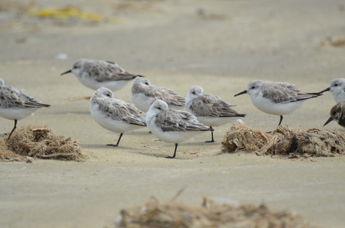 Bécasseau sanderling - ML219418571