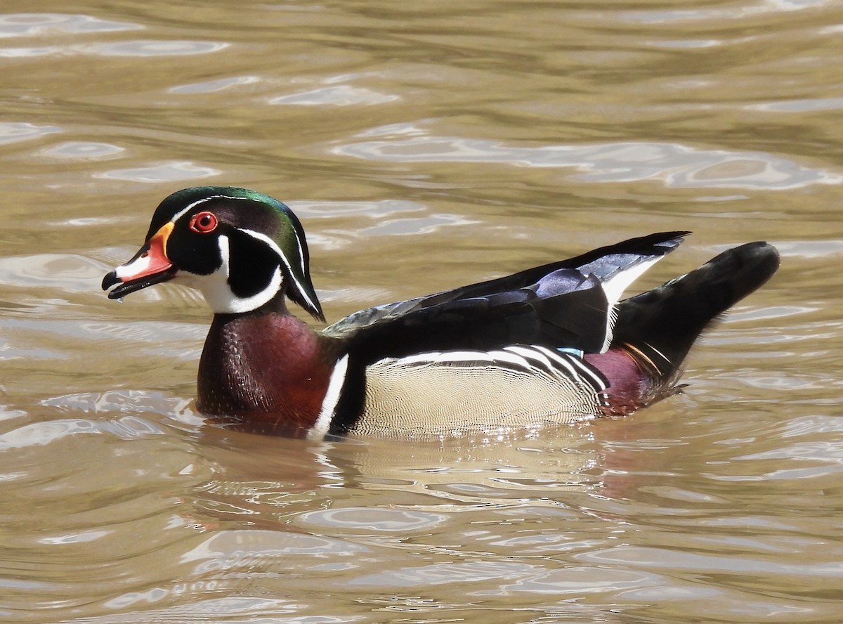 Wood Duck - ML219418671