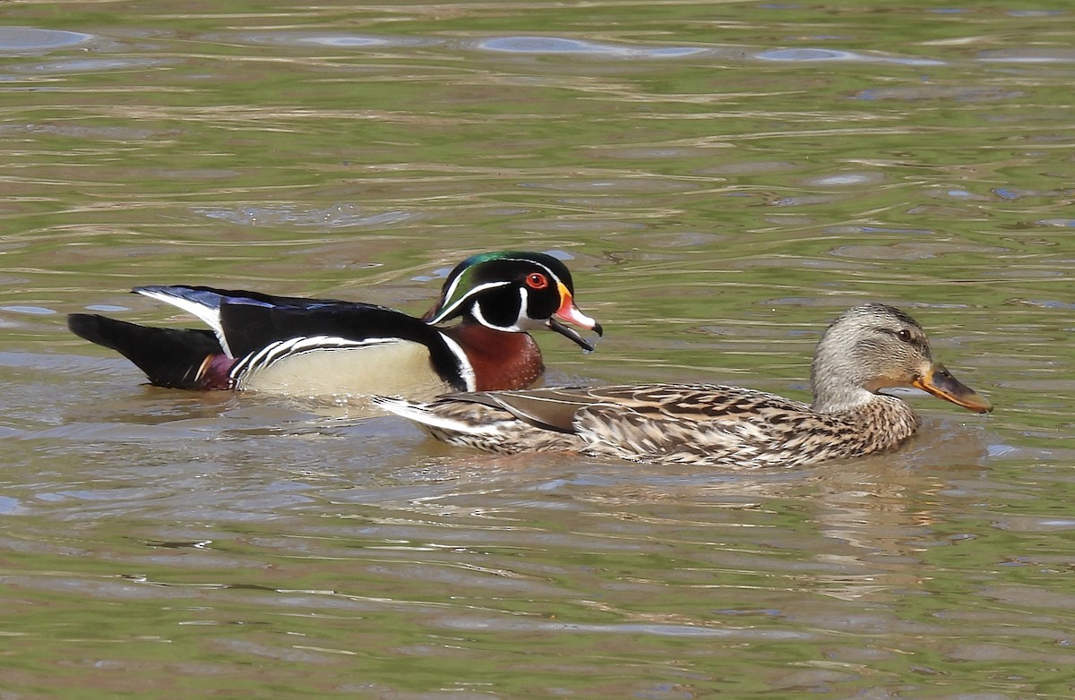 Wood Duck - ML219418681