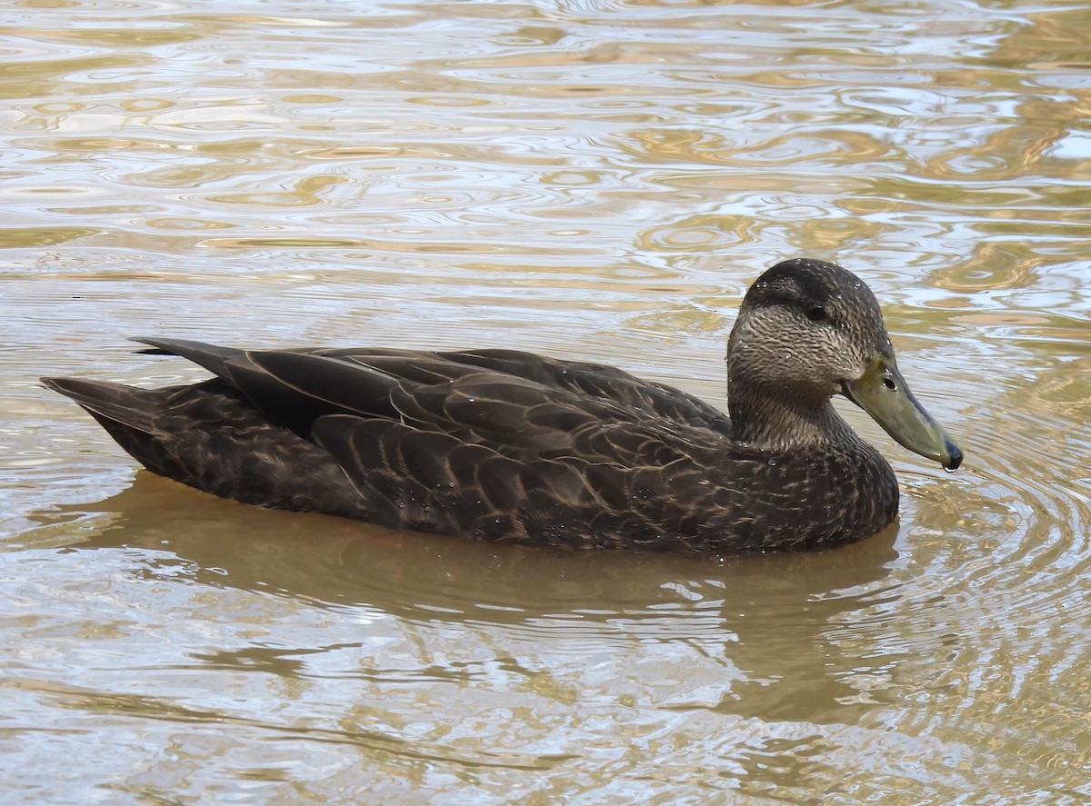 Canard noir - ML219418761