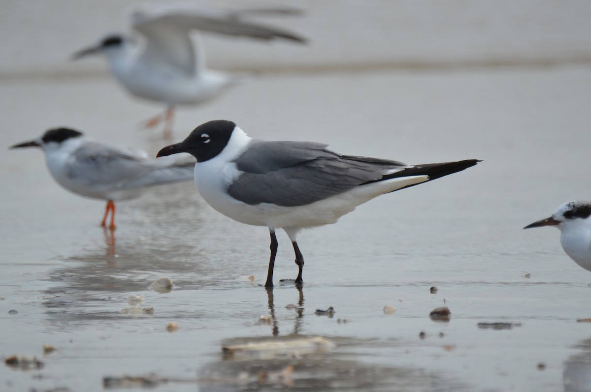 Mouette atricille - ML219419061