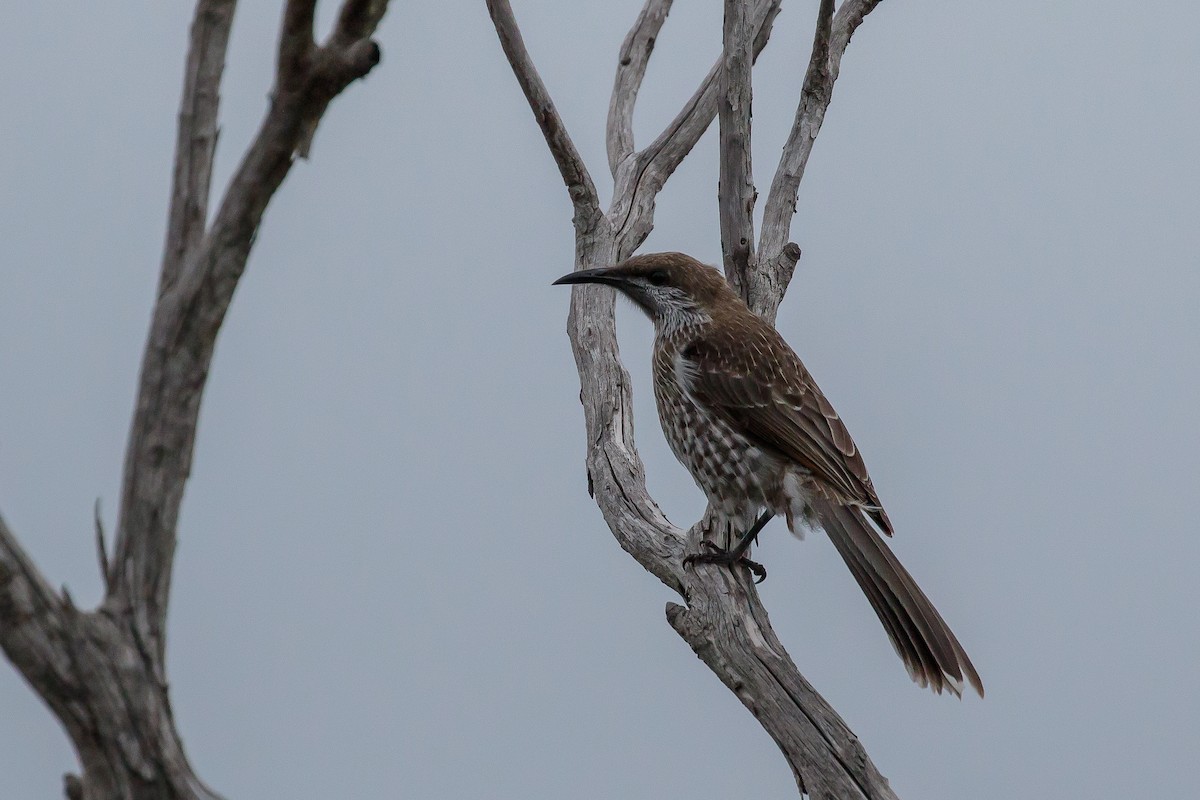 Western Wattlebird - Martin  Flack