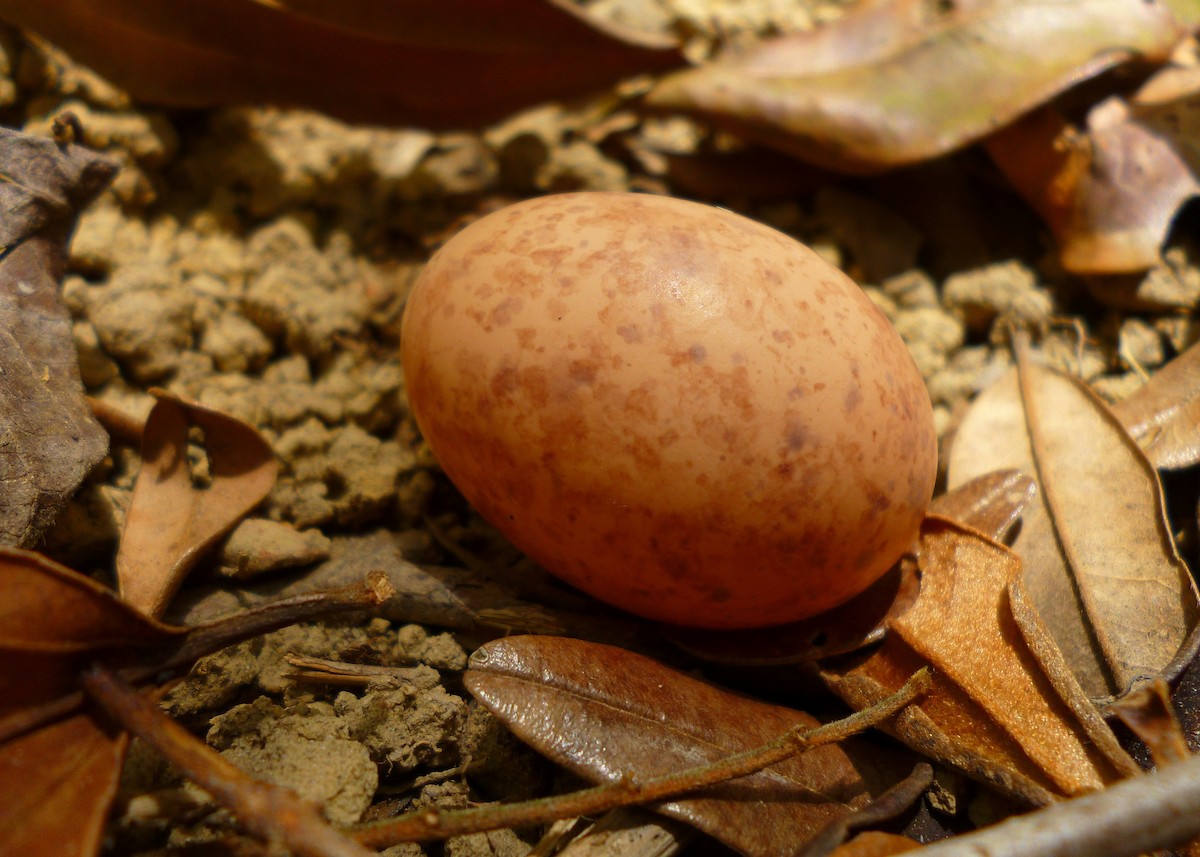 Common Pauraque - Carlos Otávio Gussoni