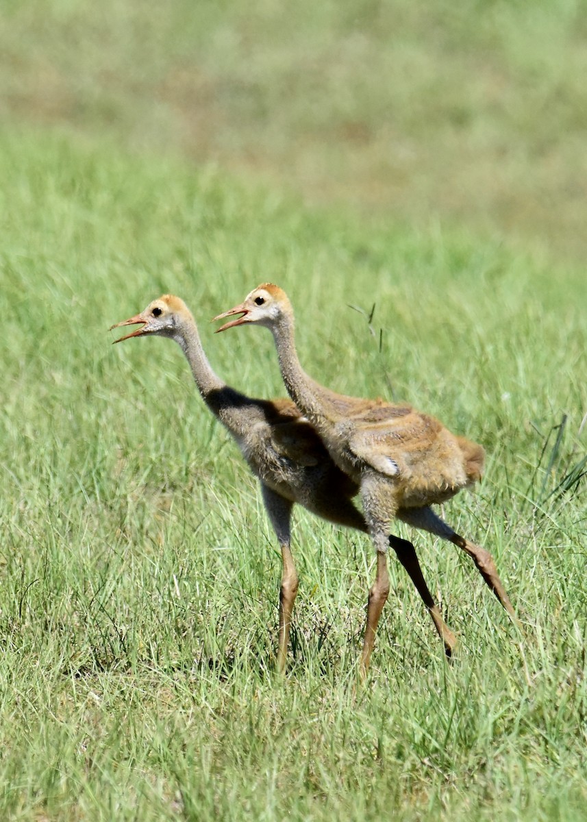 Sandhill Crane - ML219420761