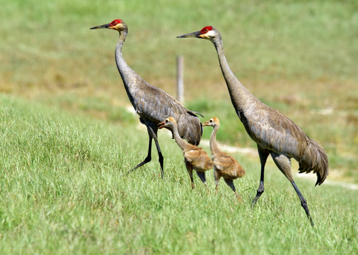Sandhill Crane - ML219420781