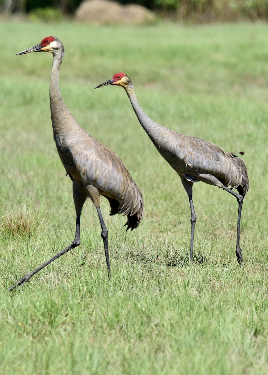 Sandhill Crane - ML219420791