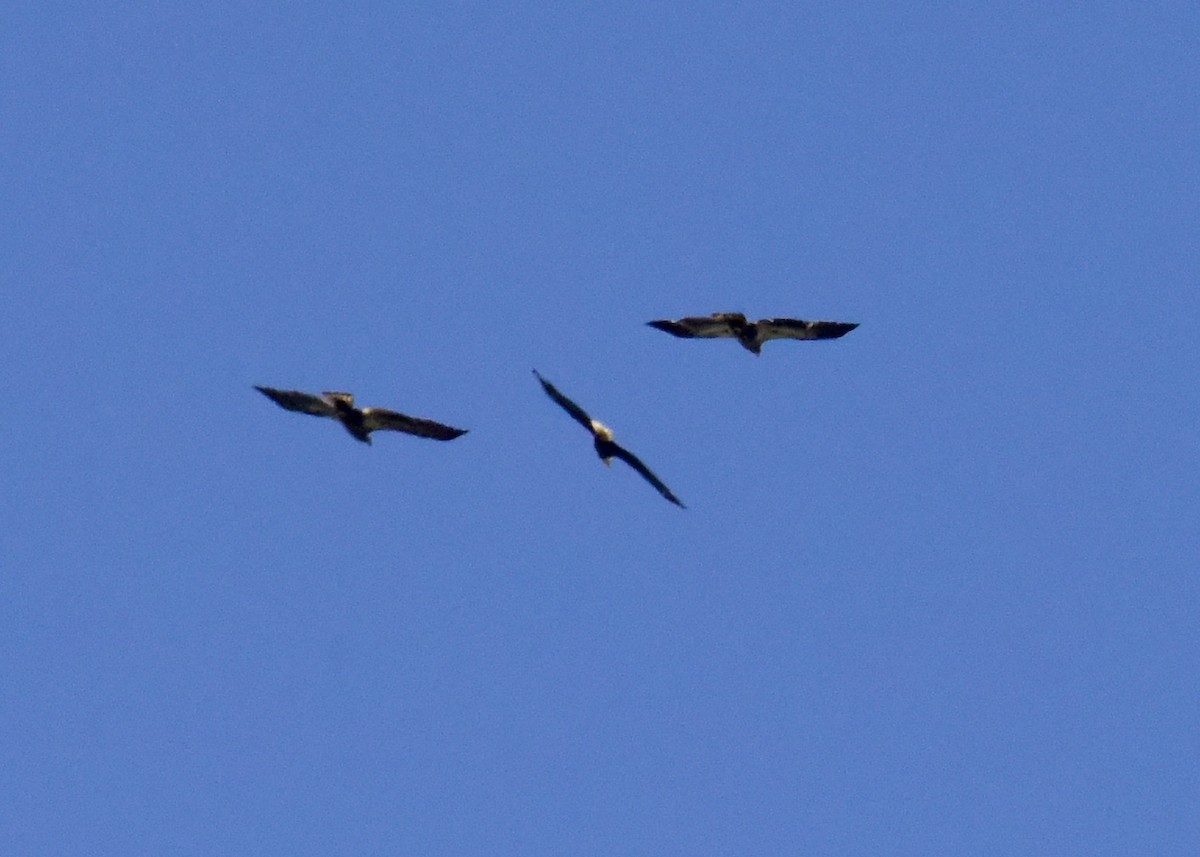 Bald Eagle - ML219421011