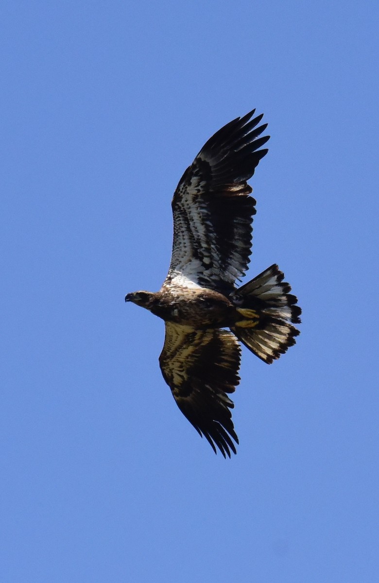 Bald Eagle - ML219421031