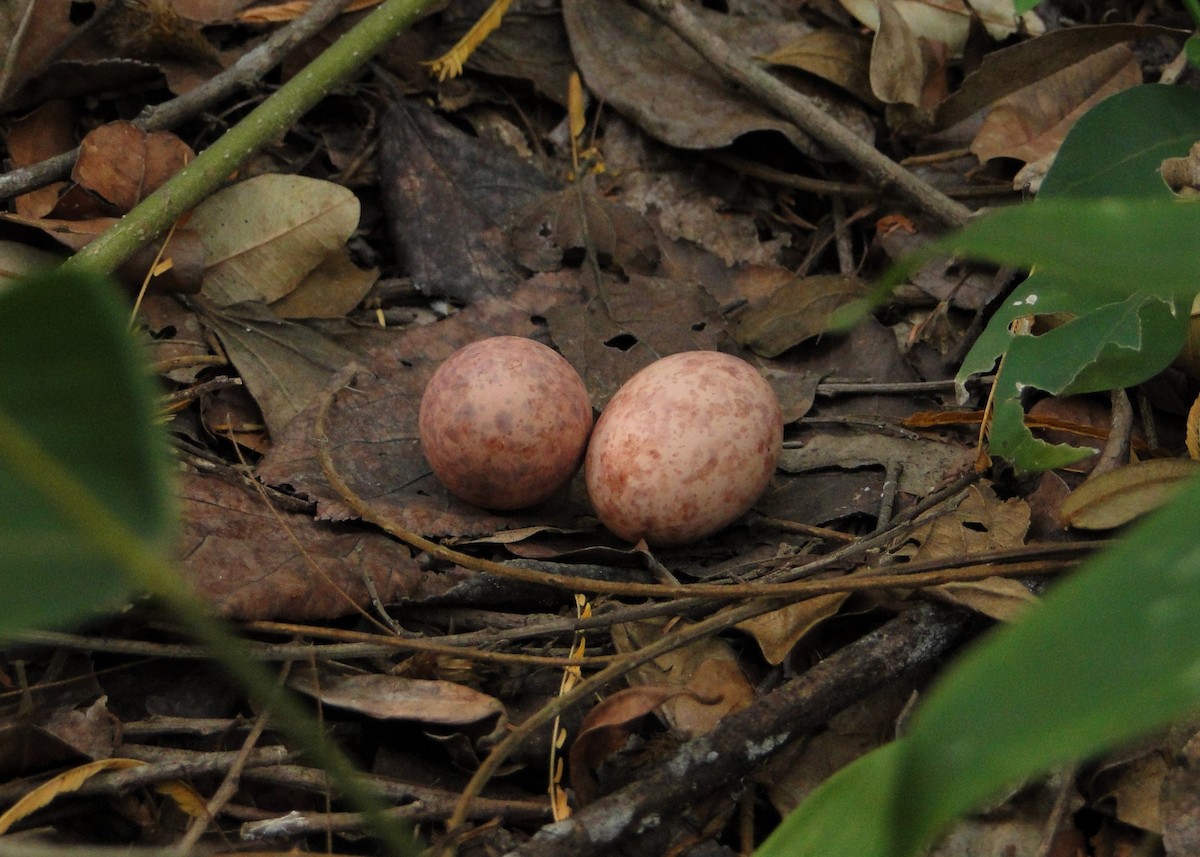 Common Pauraque - Carlos Otávio Gussoni