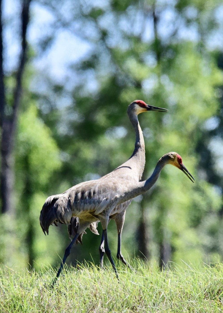 Sandhill Crane - ML219421171