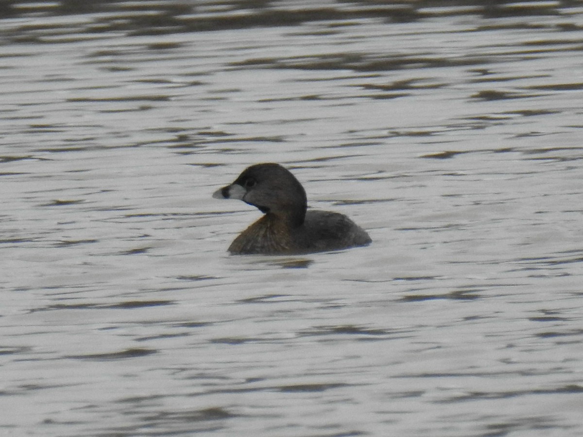 Pied-billed Grebe - ML219421361