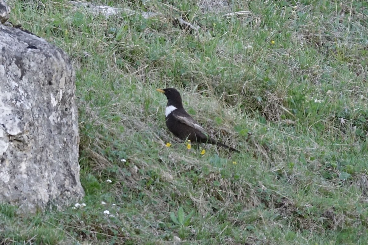 Ring Ouzel (Caucasian) - ML219421721