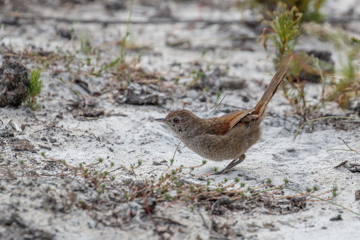 Western Bristlebird - Martin  Flack