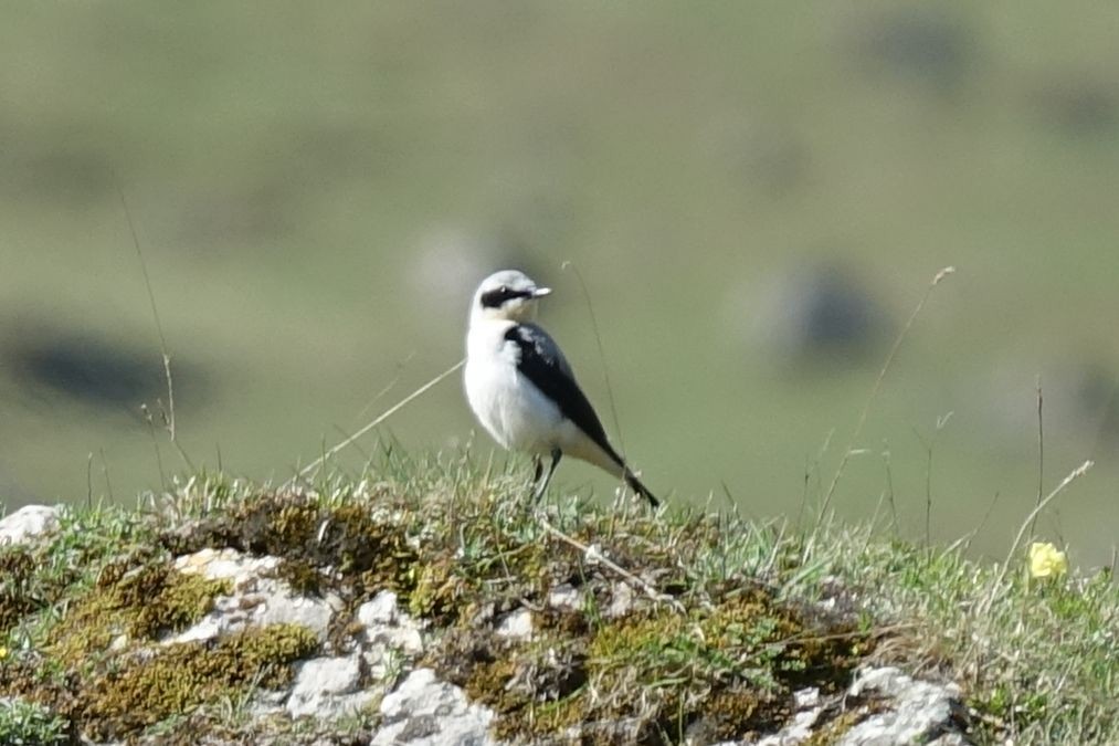 Northern Wheatear - ML219422011