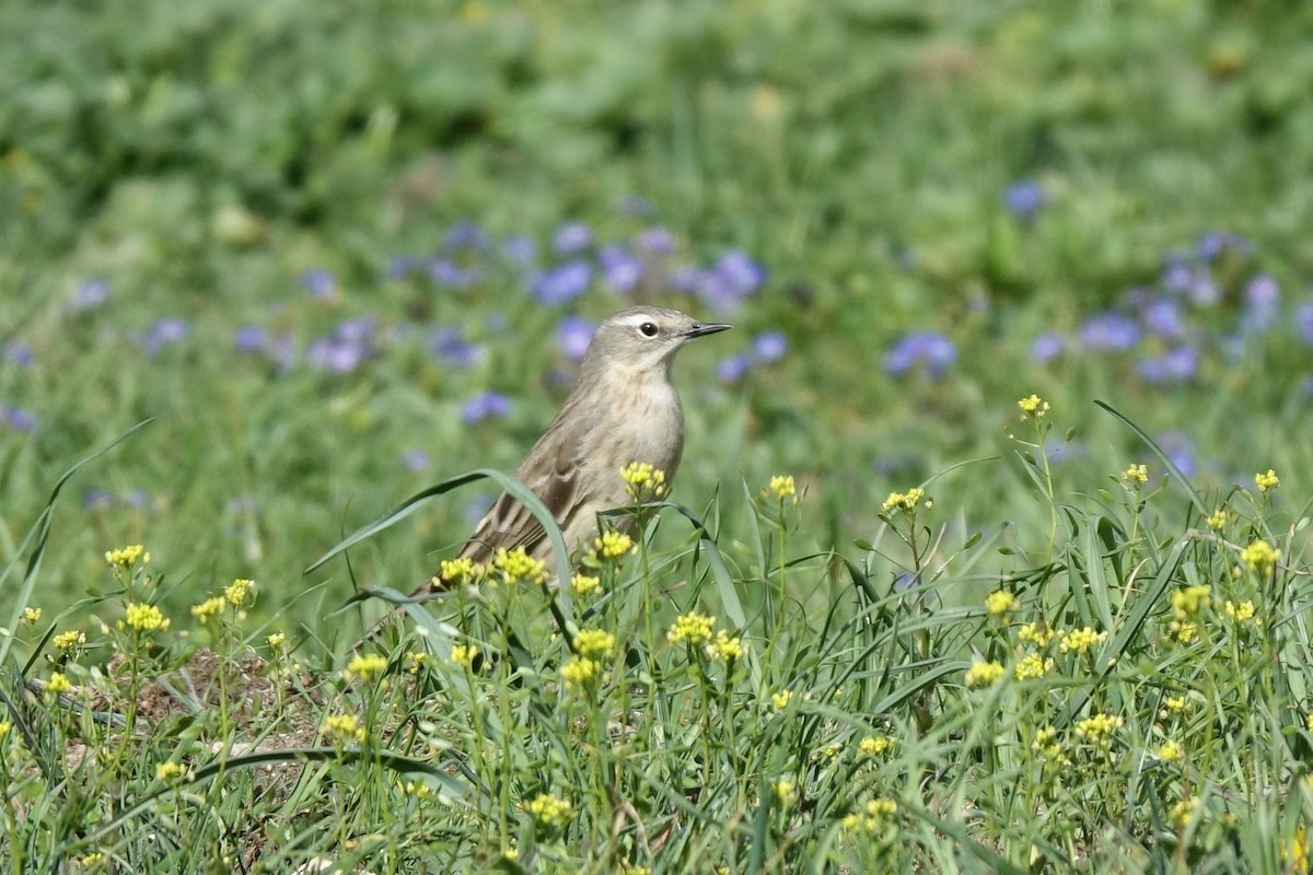 Water Pipit - ML219422221