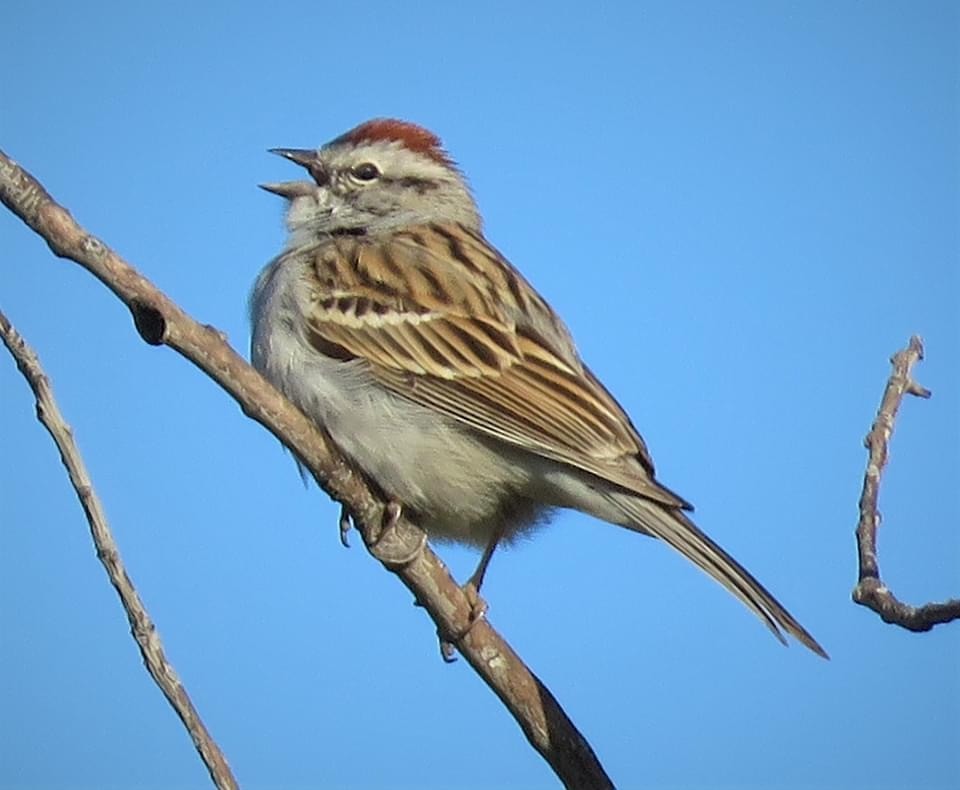 Chipping Sparrow - Joel McIntyre