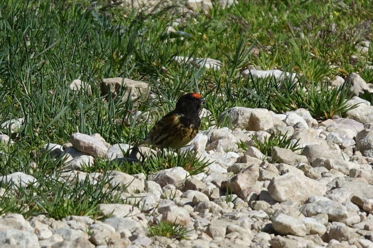 Fire-fronted Serin - ML219422391