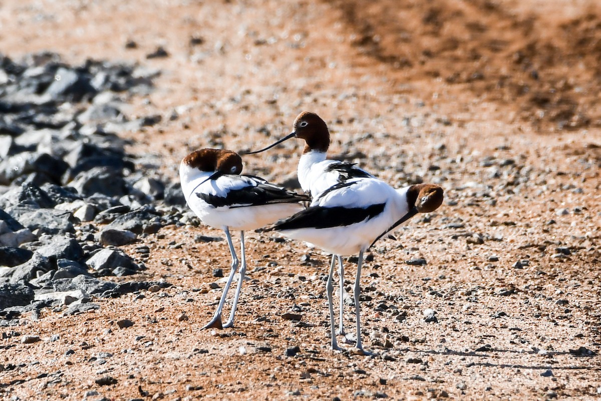 Red-necked Avocet - Alison Bentley