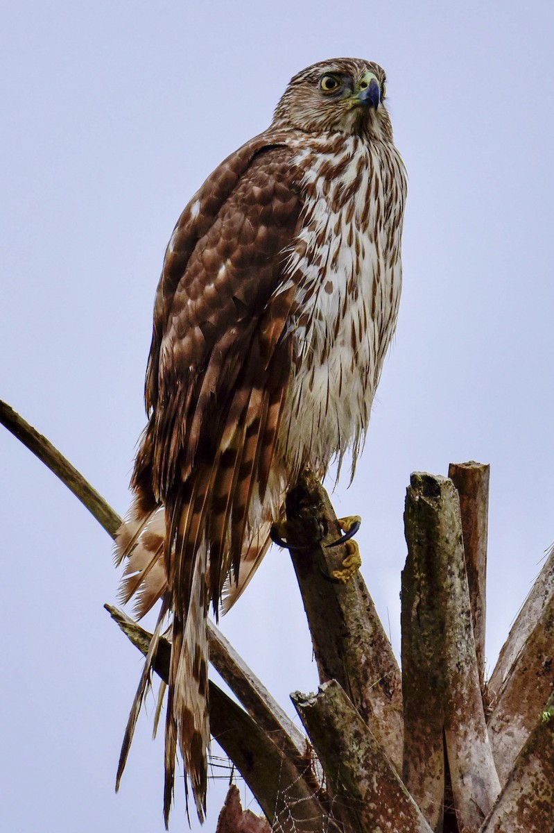 Cooper's Hawk - ML219423011