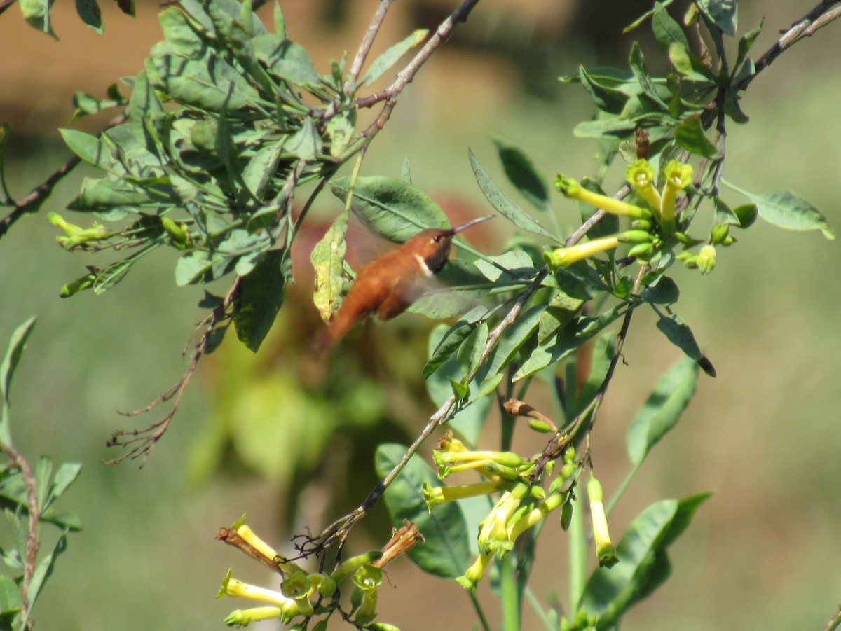 Rufous Hummingbird - ML219423431