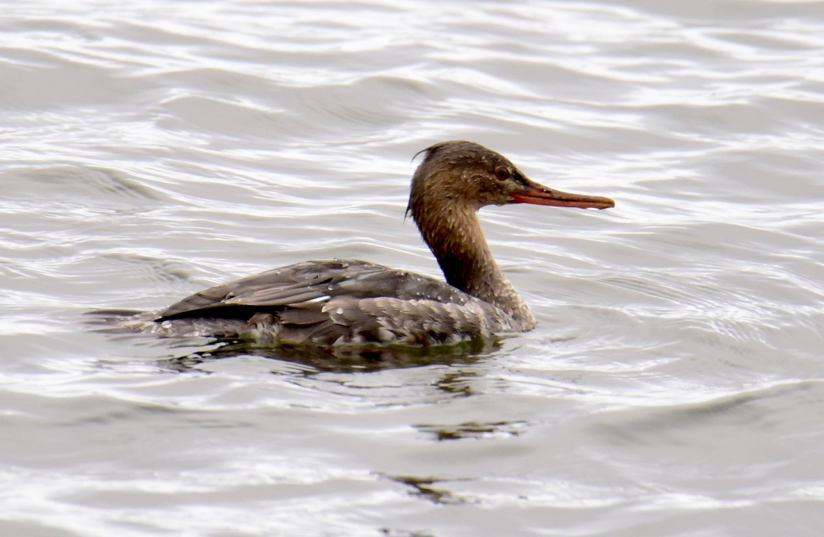 Red-breasted Merganser - ML219423481