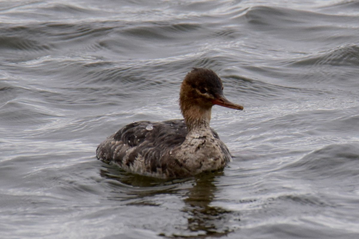 Red-breasted Merganser - ML219423501