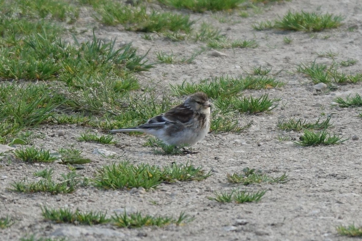 Pardillo Piquigualdo - ML219423791