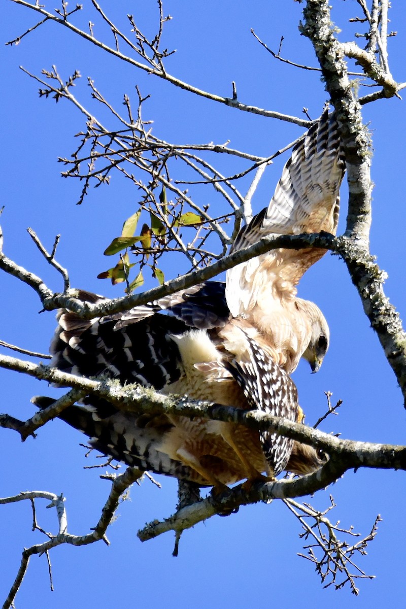Red-shouldered Hawk - ML219423961