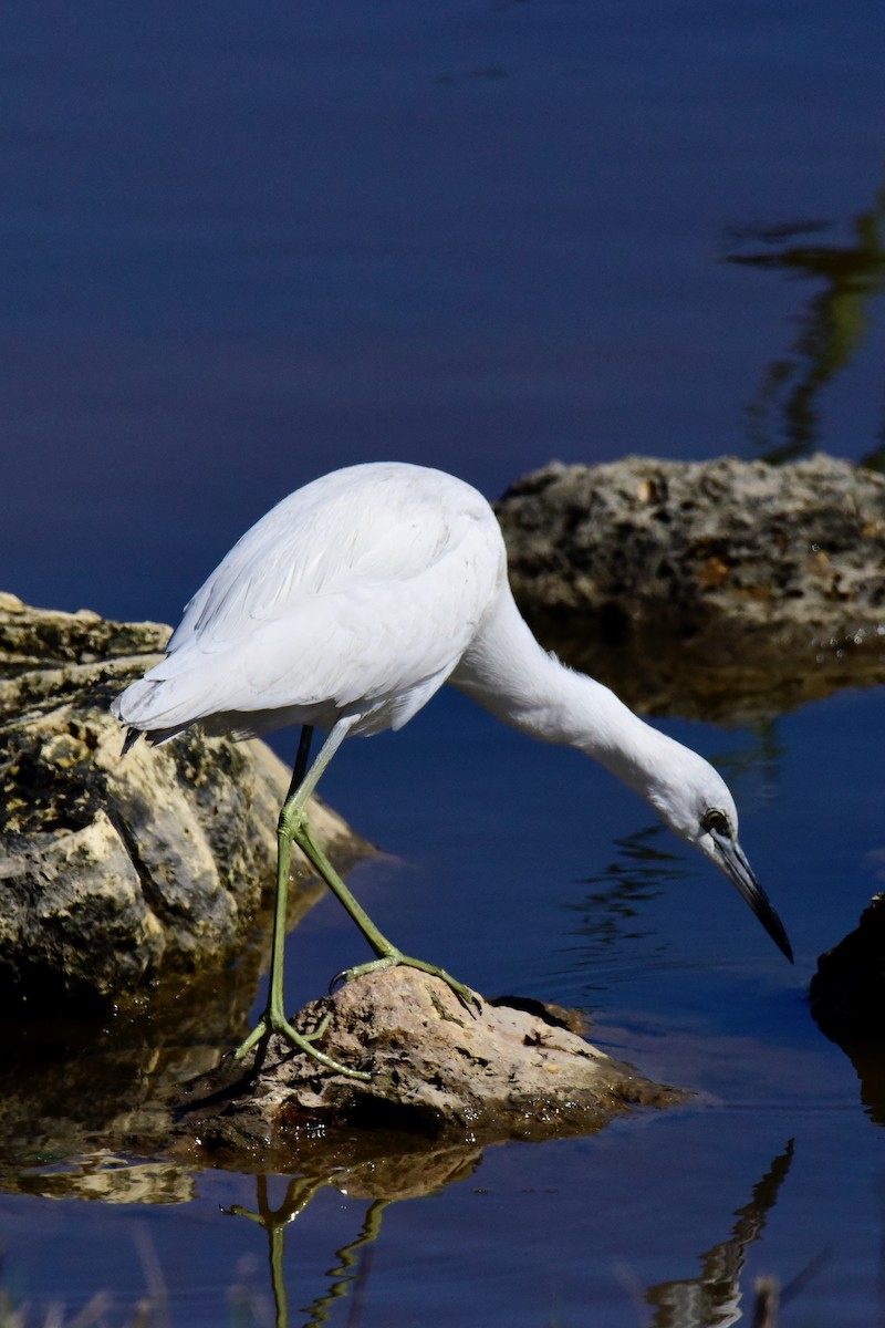 Little Blue Heron - ML219424051